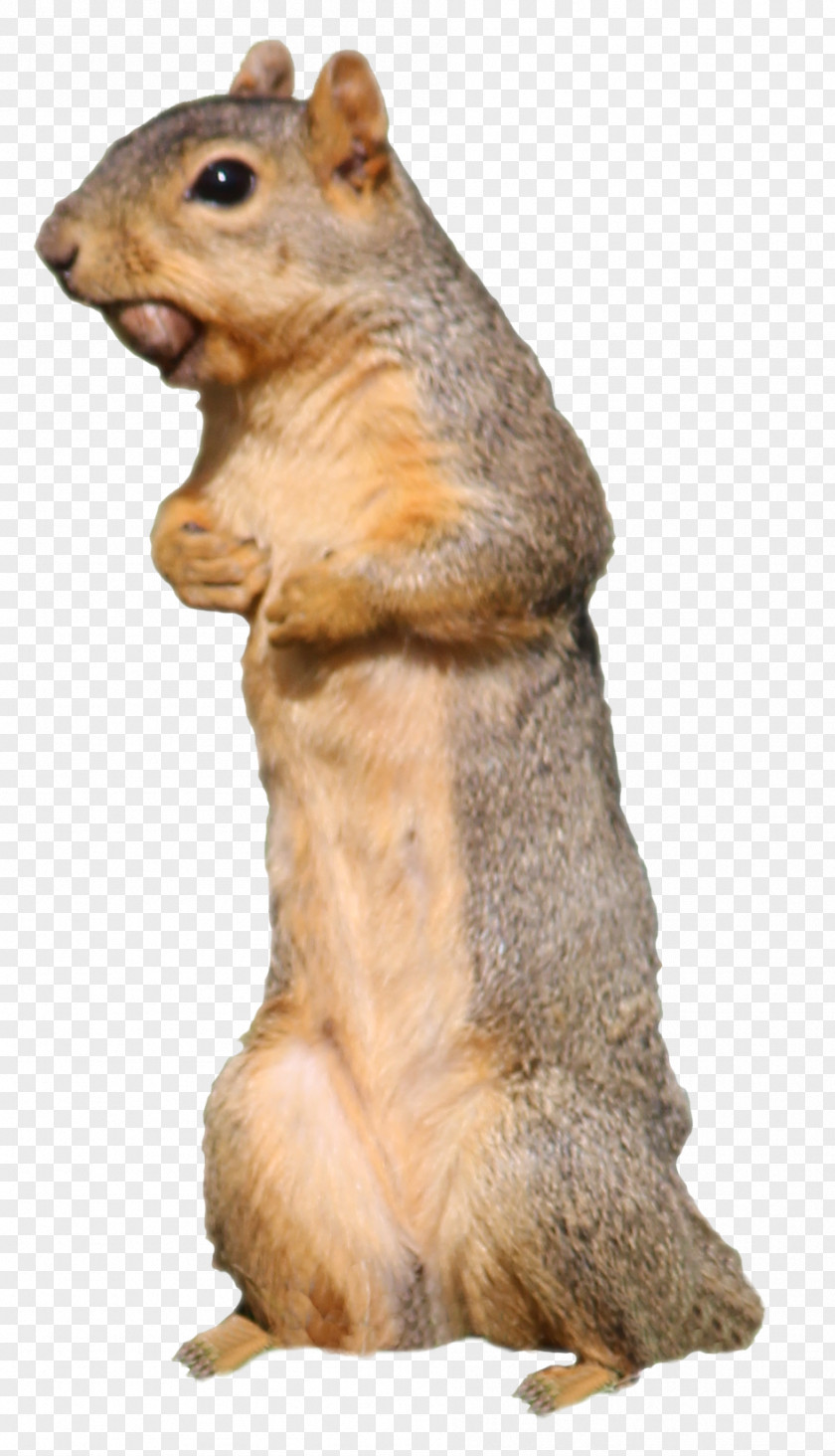 Sky Squirrel Fox Chipmunk 02021 Animal PNG