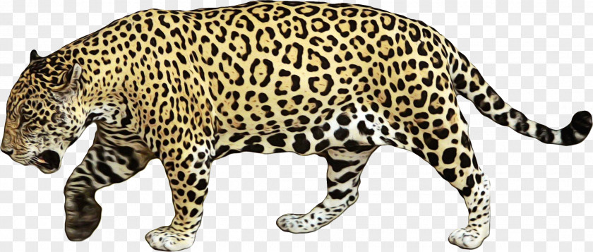 Snout Big Cats Terrestrial Animal Jaguar Figure African Leopard PNG