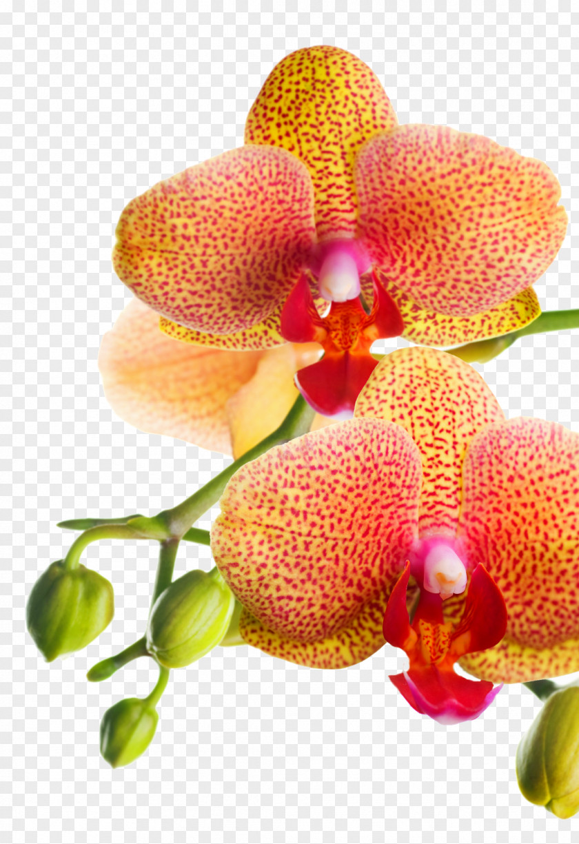 Vibrant Orchids Artificial Flower Stock Photography PNG