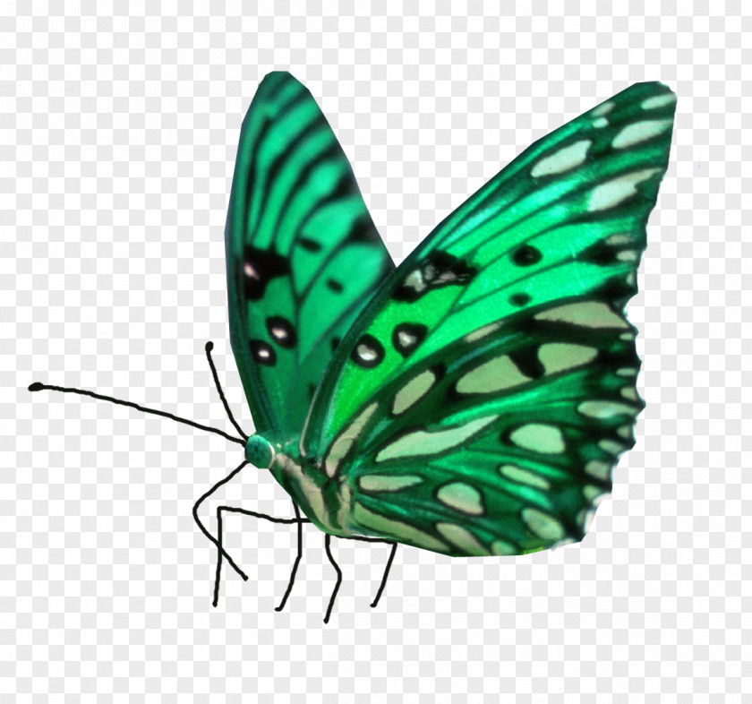 Butterfly Painting Desktop Wallpaper PNG
