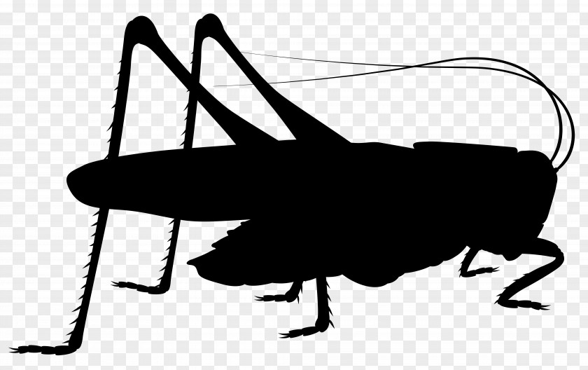 Insect Cricket Pest Clip Art Line PNG