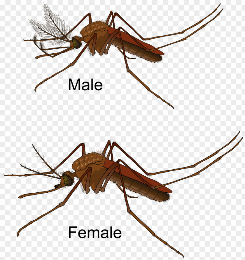 Mosquito Flying Mosquitoes Clip Art PNG