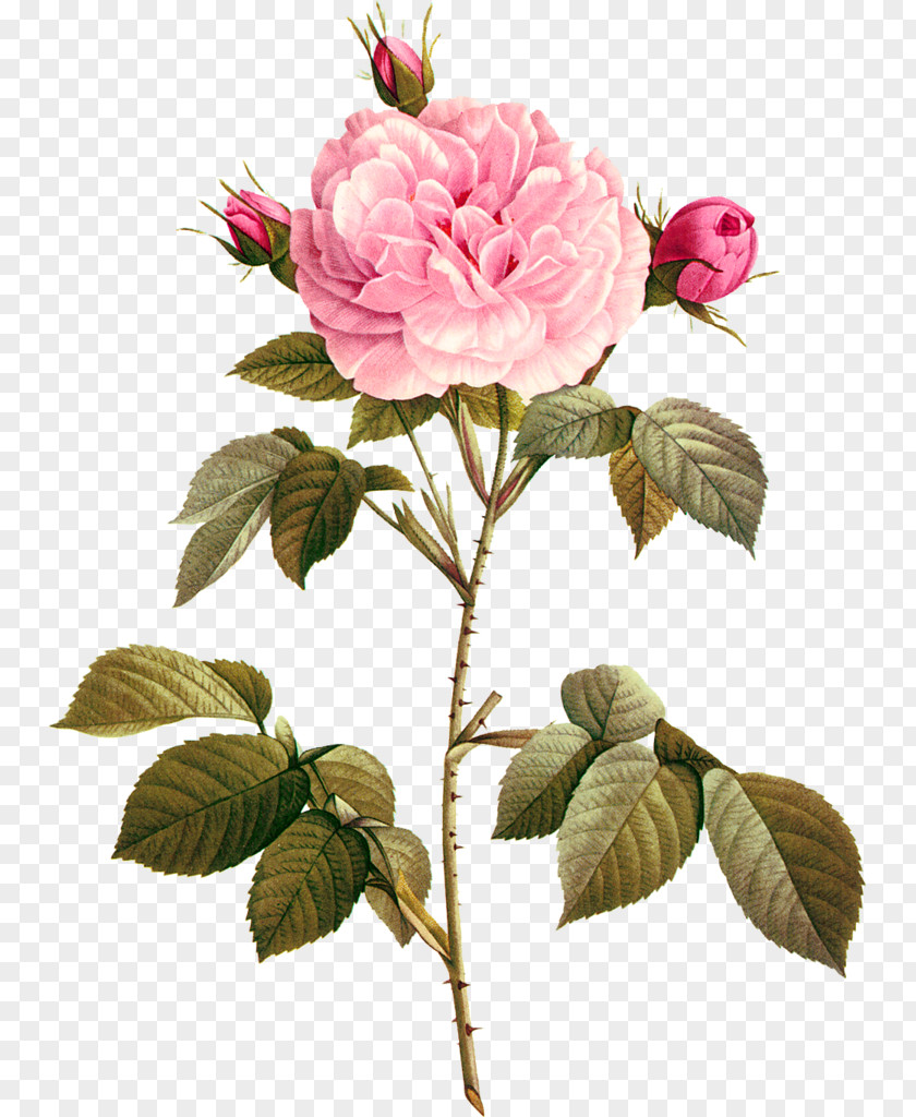 Rose Garden Roses Paper Drawing Photography Wallpaper PNG