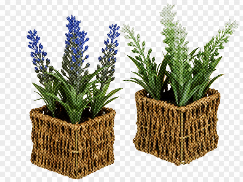 Rosemary PNG