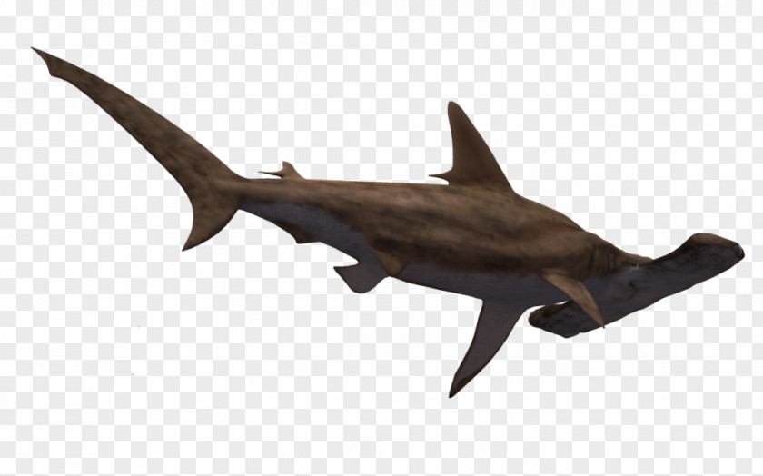 Shark Head Hammerhead Great Clip Art PNG