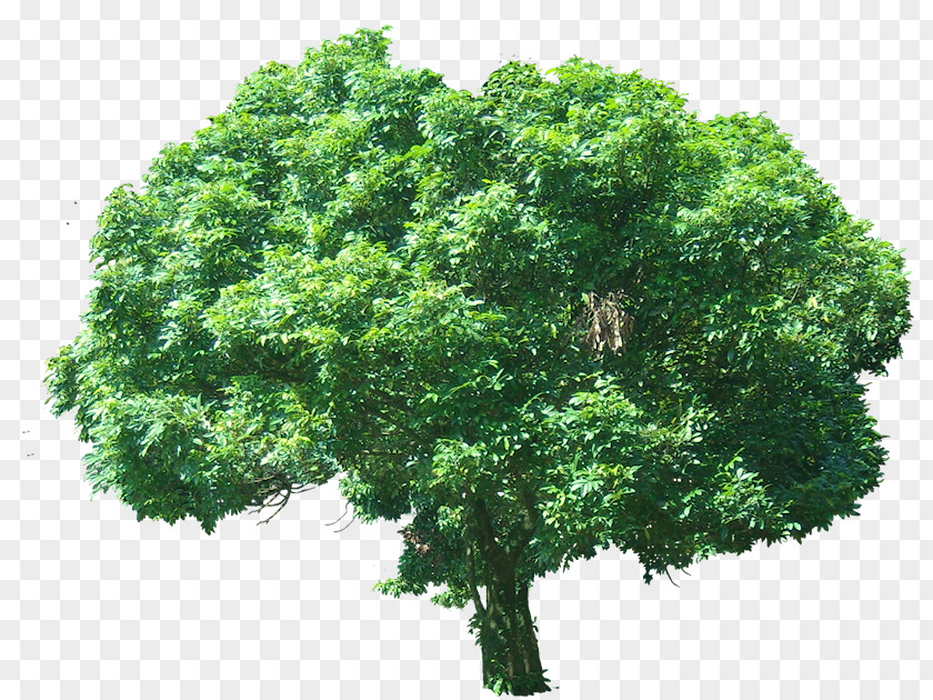 Tropical Plant Fruit Tree Lychee Subtropics PNG