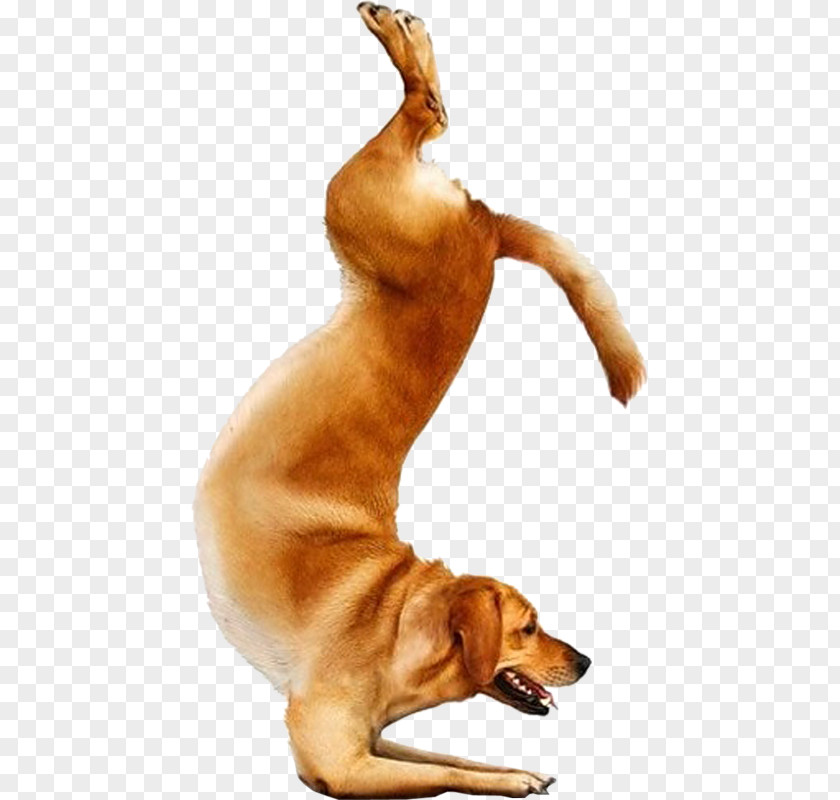 Yoga Dogs Doga Chihuahua Bull Terrier PNG