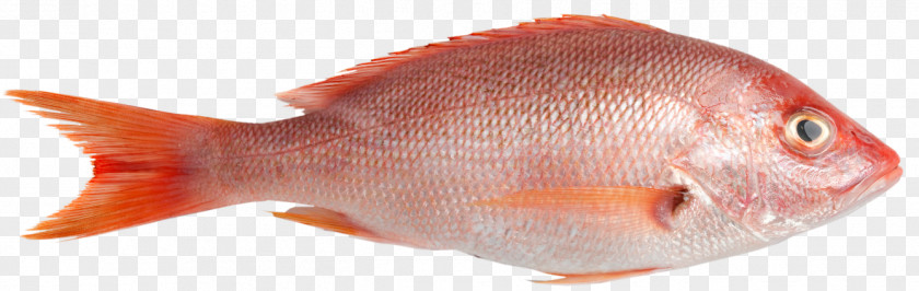 Fish Northern Red Snapper Sashimi Seafood PNG