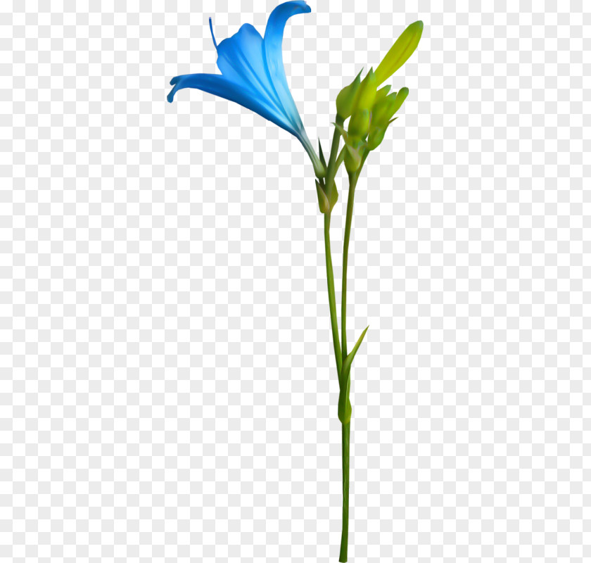 Flower Petal Animation Lilium PNG