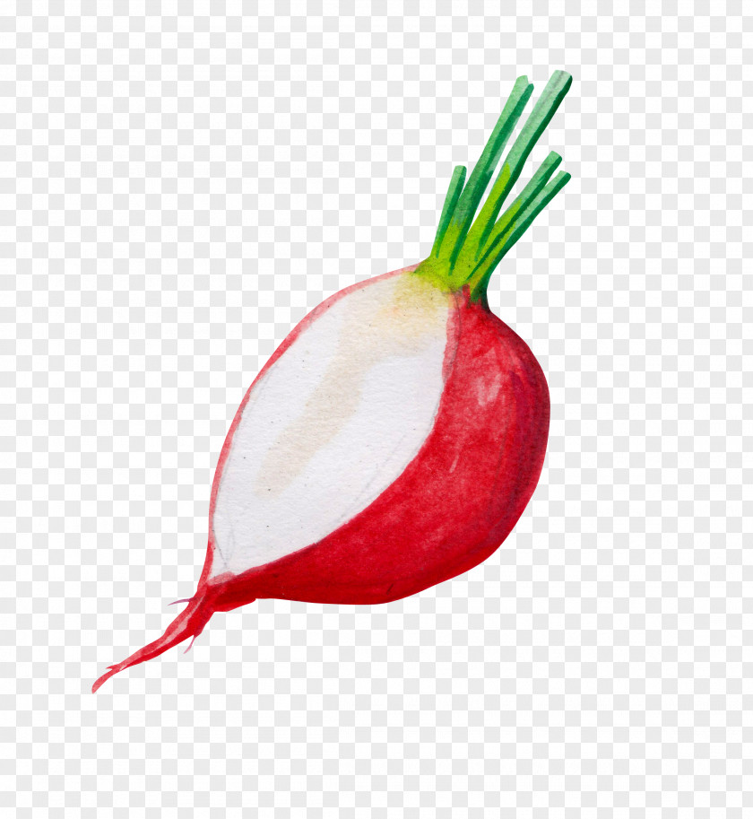 Hand Painted Onions Red Onion Ingredient PNG