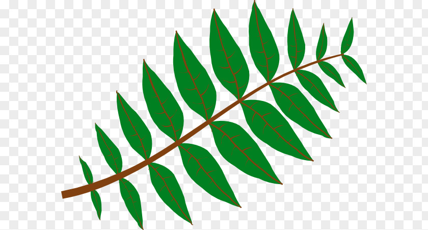 Justin Cliparts Leaf Plant Jungle Pinnation Clip Art PNG