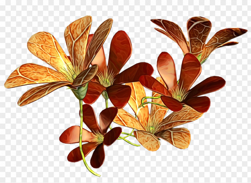 Leaf Flower Plant Branch Twig PNG