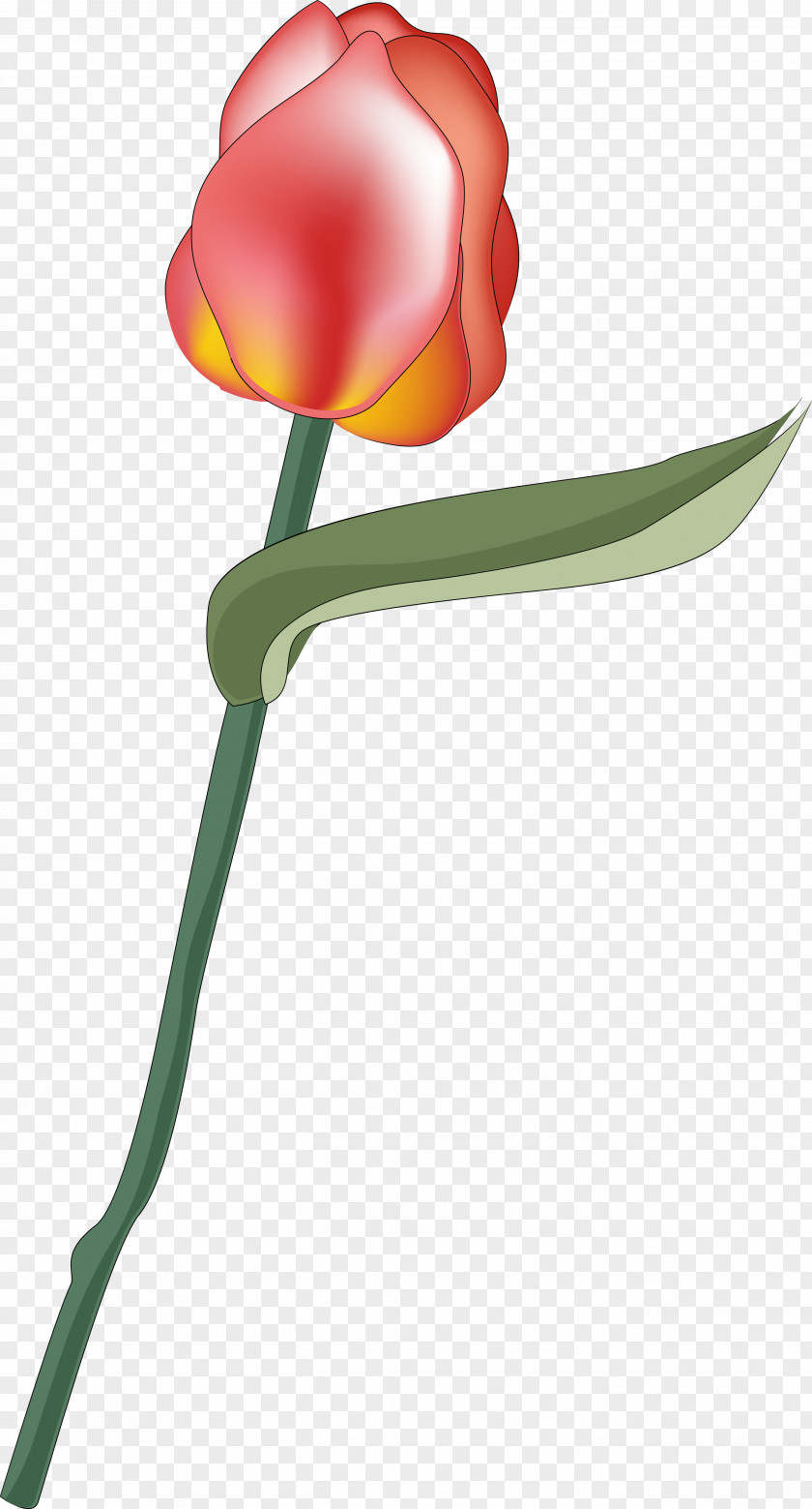 Tulip Flowering Plant Rosaceae Liliaceae PNG