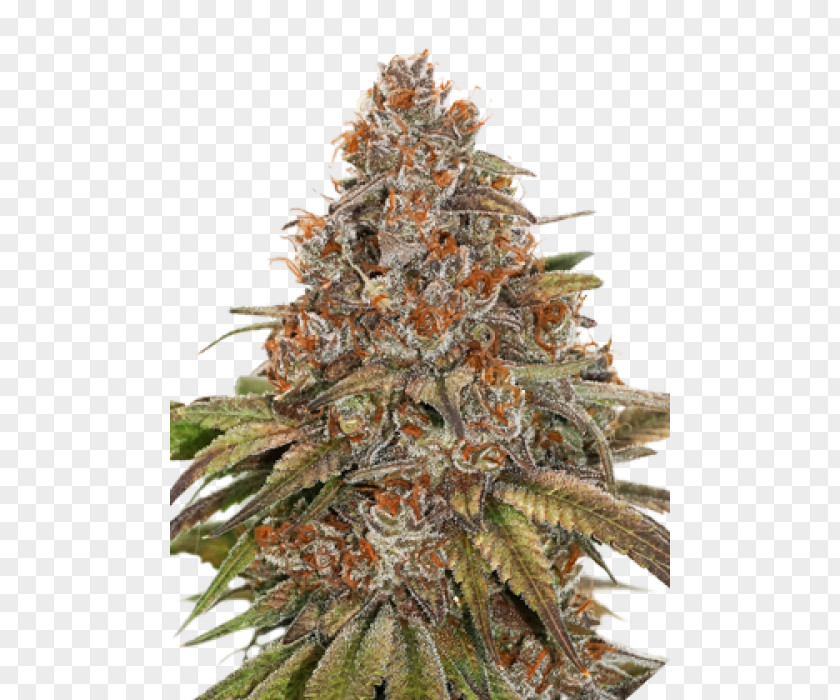 White Widow X Big Bud Autoflowering Cannabis Ruderalis Cannabidiol Sativa PNG