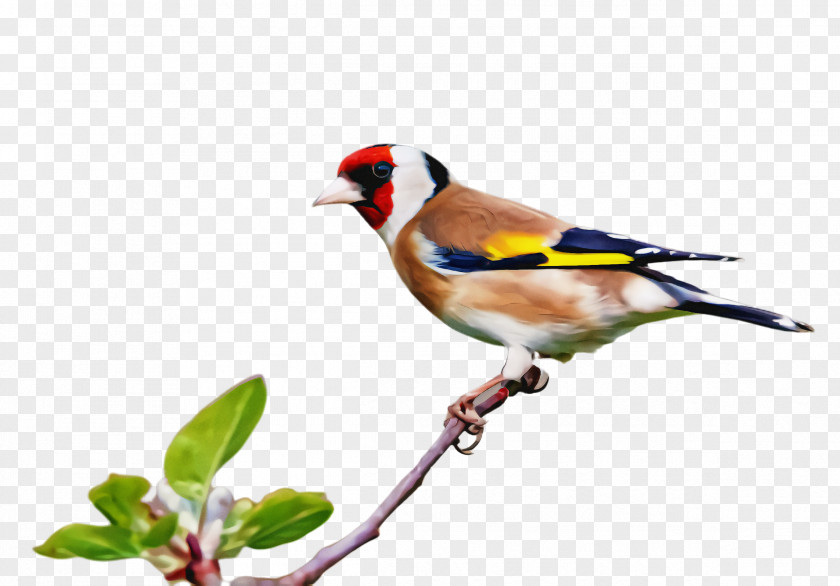 Wren Goldfinch Bird Beak Finch Songbird Perching PNG