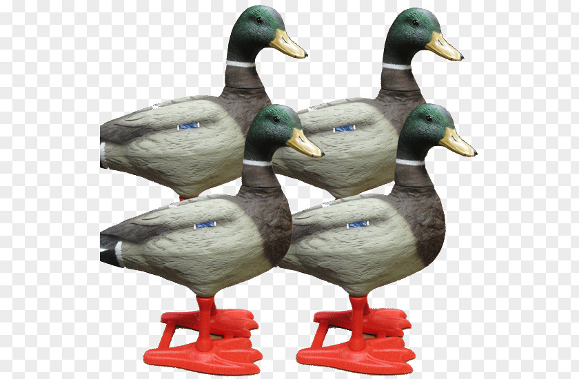Goose Mallard Duck Teal Beak PNG