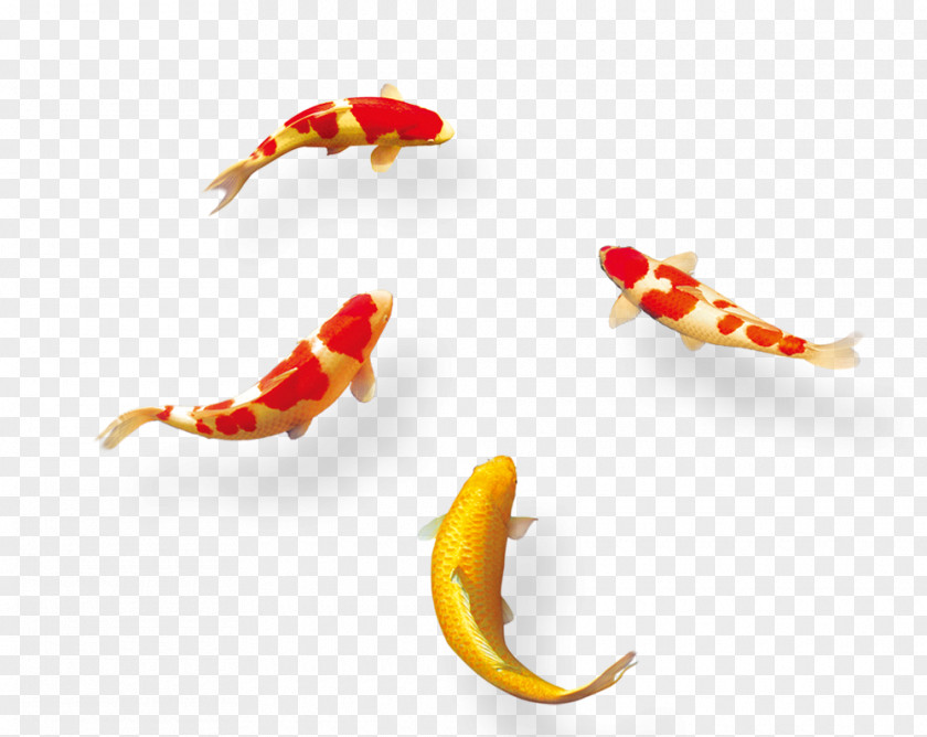 Lively Goldfish Swimming Koi Mid-Autumn Festival Information PNG