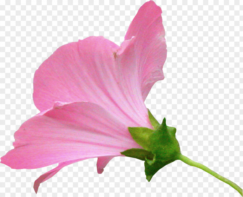 Pink Flower Painting PNG