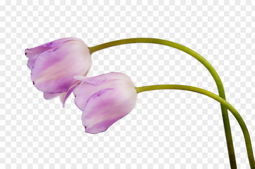 Plant Stem Moth Orchids Herbaceous Tulip Bud PNG