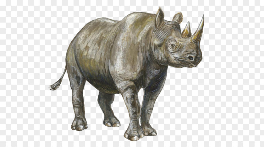Rhinoceros Mammal Les Rhinocéros PNG