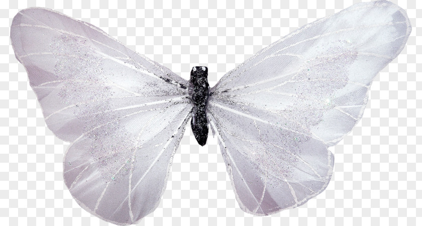 White Butterfly PNG