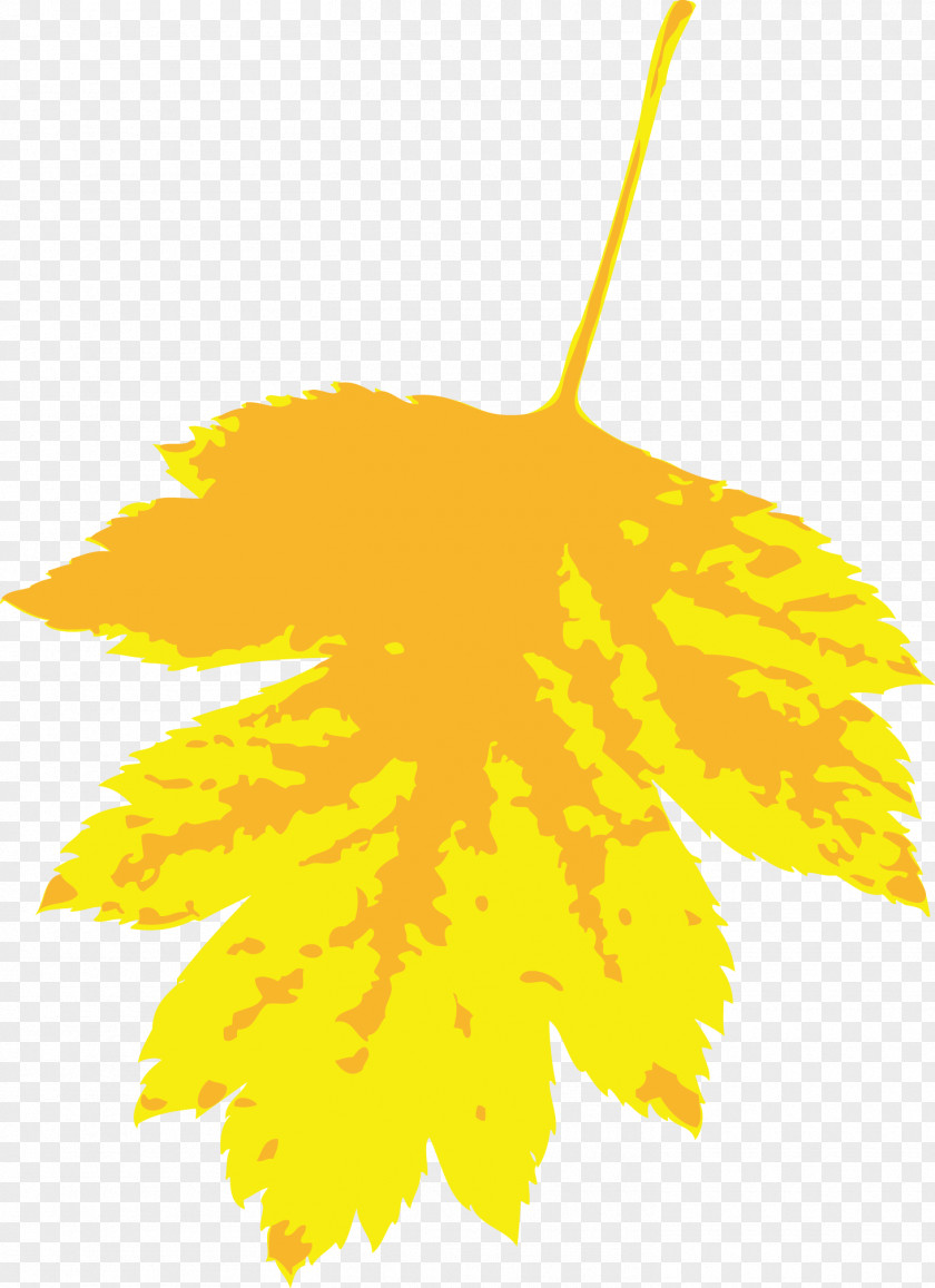 Yellow Maple Leaves Leaf Illustration PNG