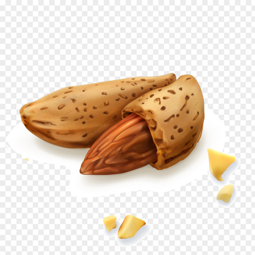 Almond Vector Royalty-free Dried Fruit PNG