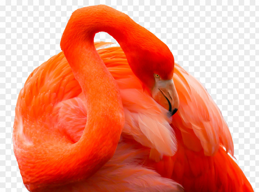 Bird Greater Flamingo Goose Galápagos Islands PNG