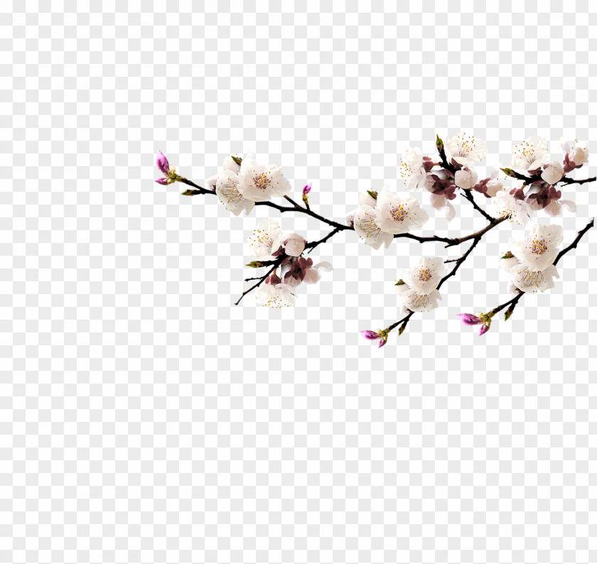 Plum Flower Blossom Download PNG