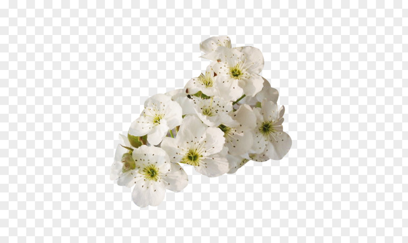 Pure White Pear Flower Petal Picture Material Floral Design PNG