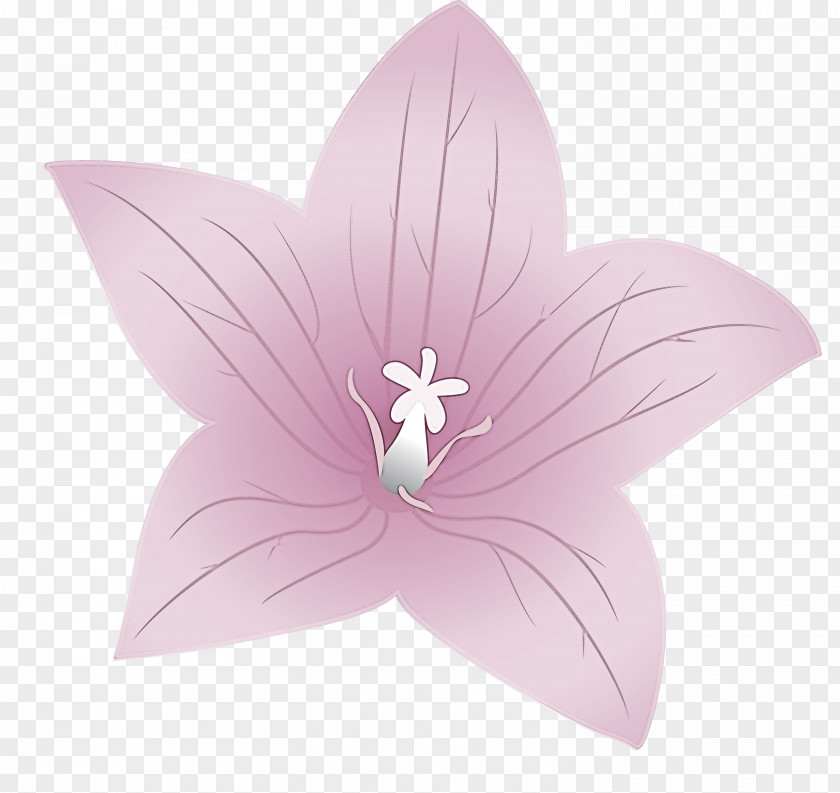 Balloon Flower PNG