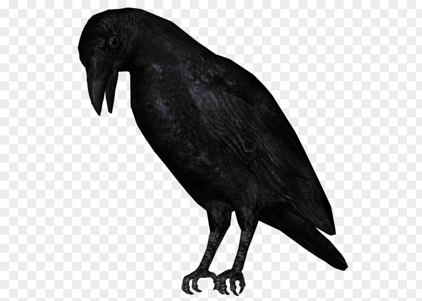 Bird American Crow New Caledonian Rook Common Raven PNG