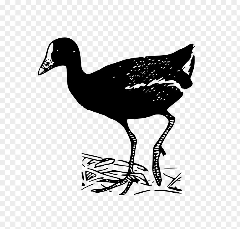 Duck Bird Goose Common Gallinule Clip Art PNG