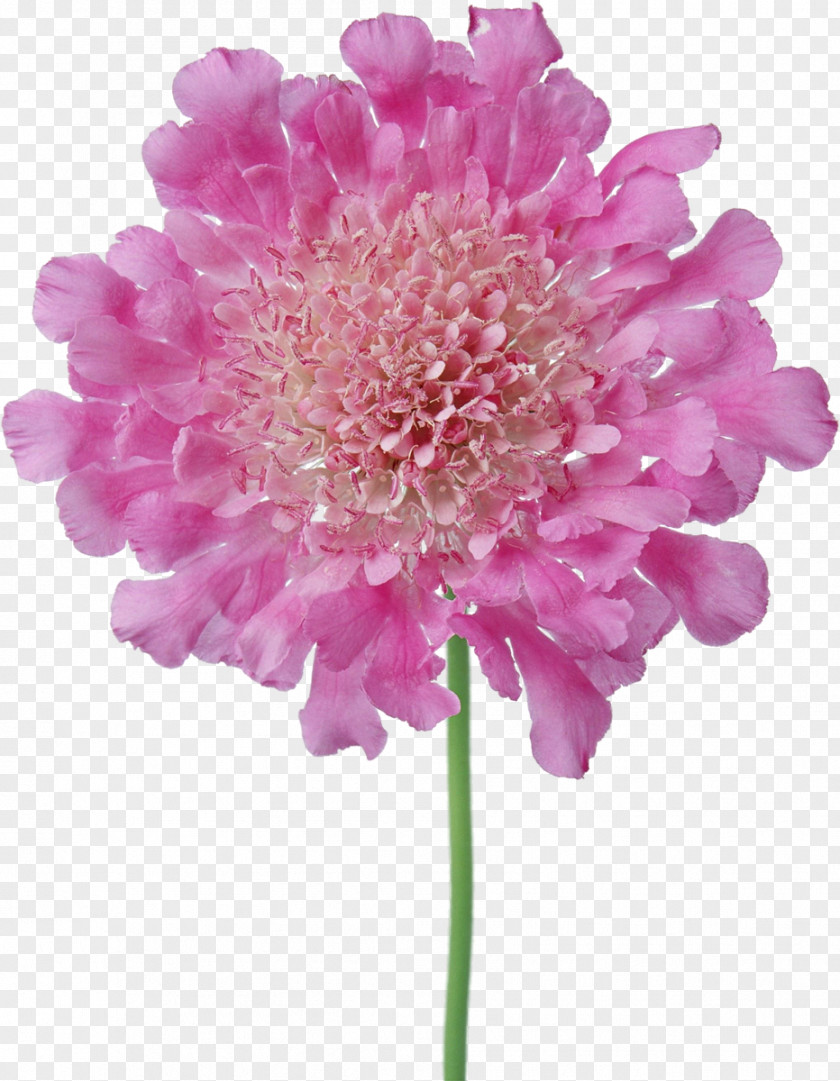 Long Flower Pink Flowers Photography PNG