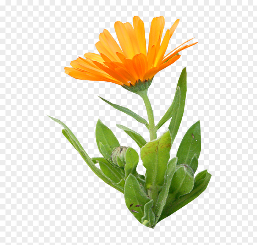 Orange Calendula Officinalis Flower Clip Art PNG