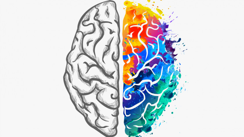 Brain Human Thought Creativity Cognitive Science PNG