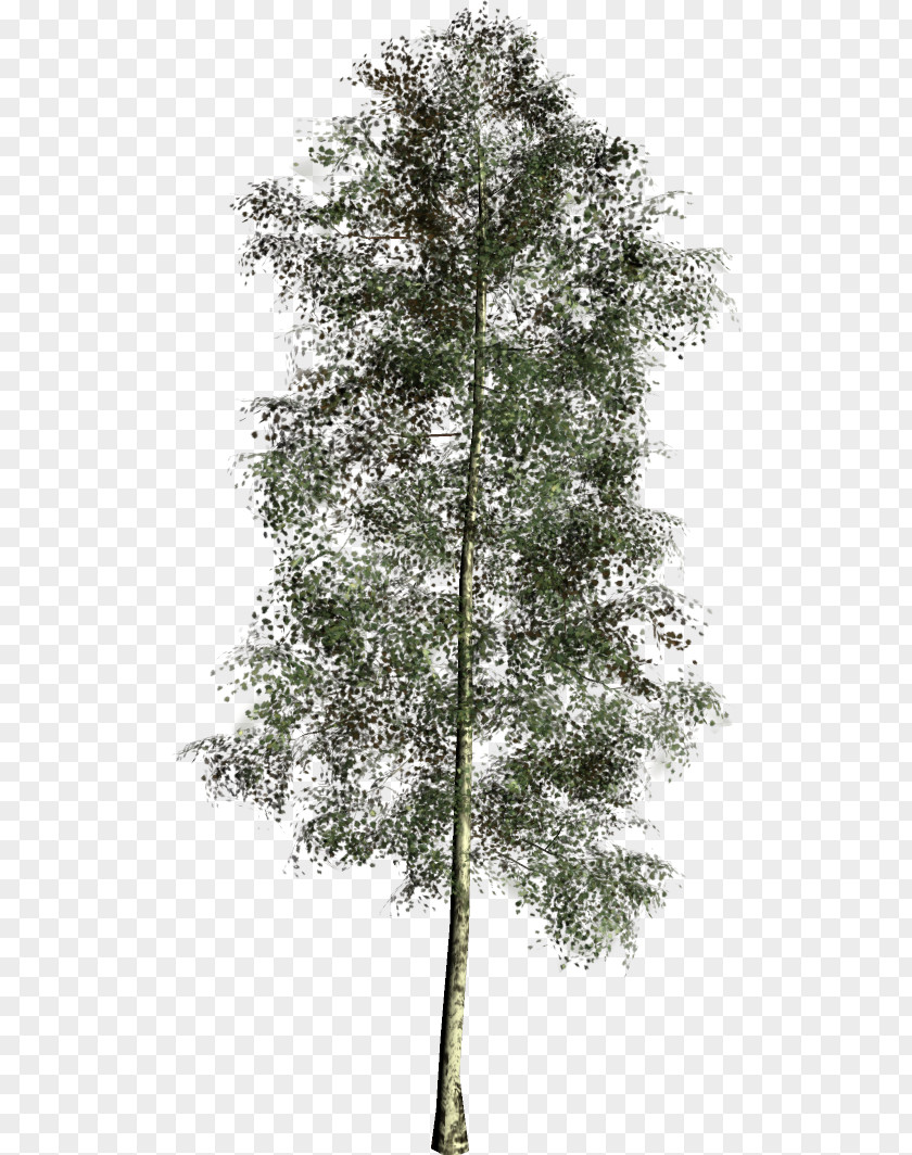 Larch Spruce Pine Fir Twig PNG