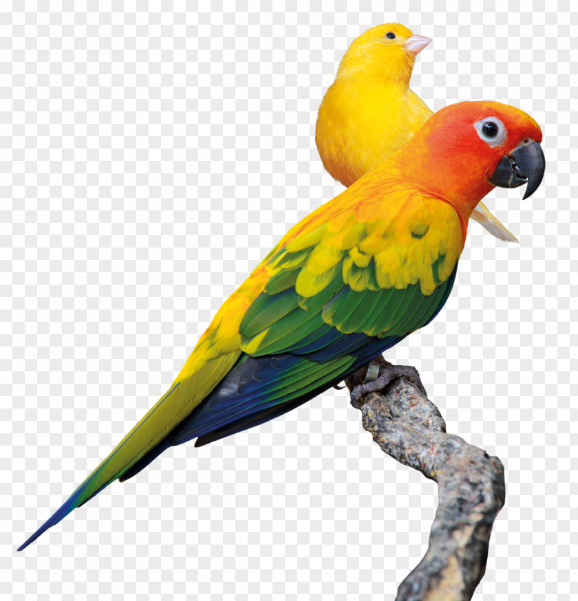 Parrot Budgerigar Lovebird Conure PNG