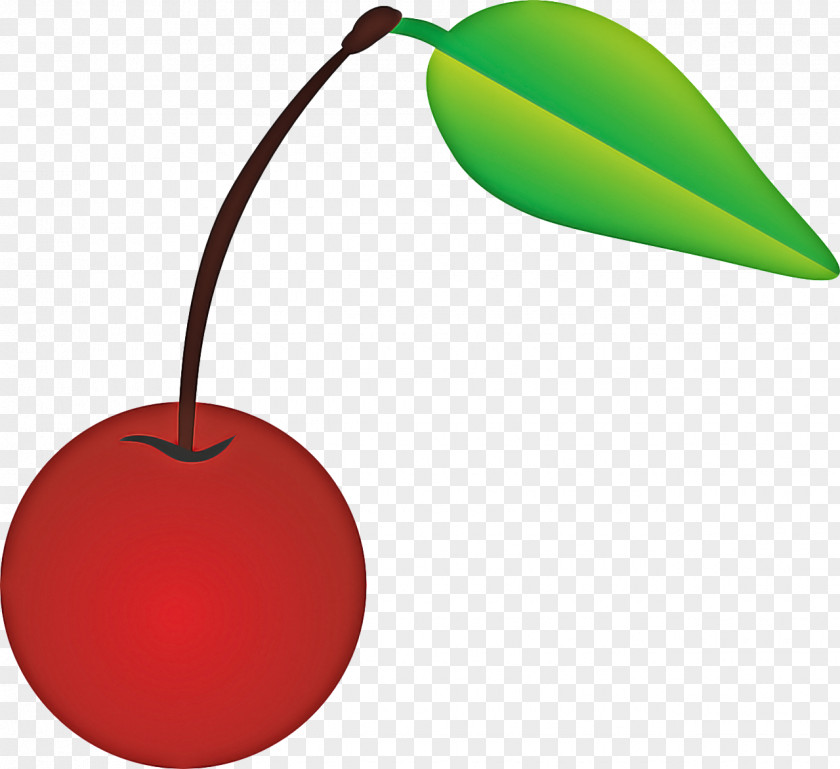 Prunus Drupe Cherry Tree PNG