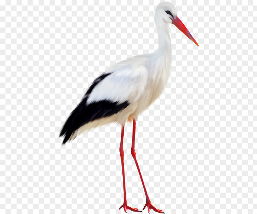 Bird White Stork Black PNG