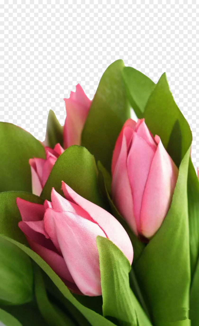 Pink Rose Bouquet Image Artificial Flower Tulip PNG