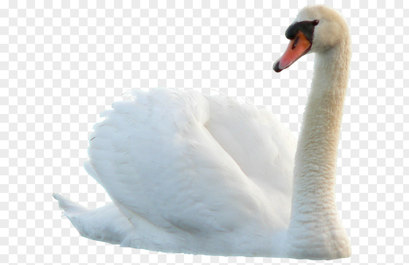 Swan Bird Duck PNG