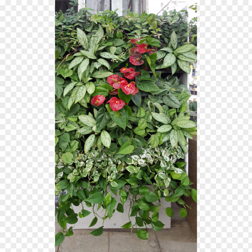 Wall Plants Flowerpot Herb Shrub PNG