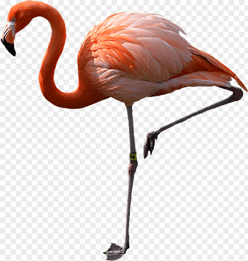 Flamingo Clip Art Image Download Transparency PNG