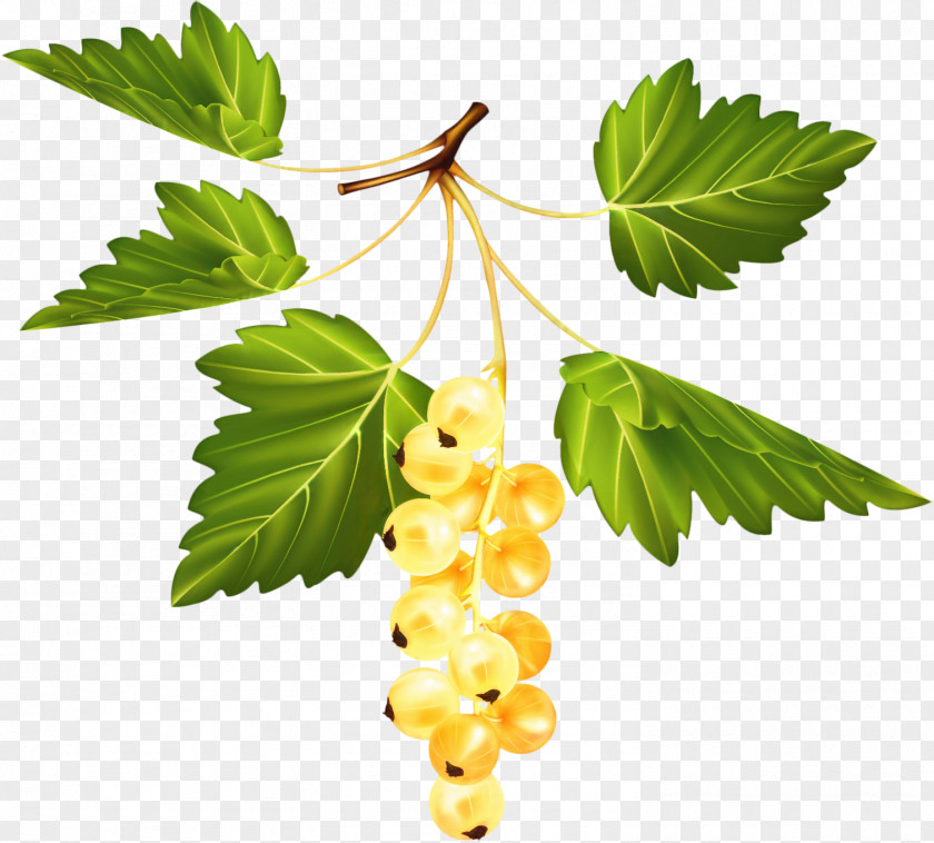 Grape Berry Tree Leaves PNG