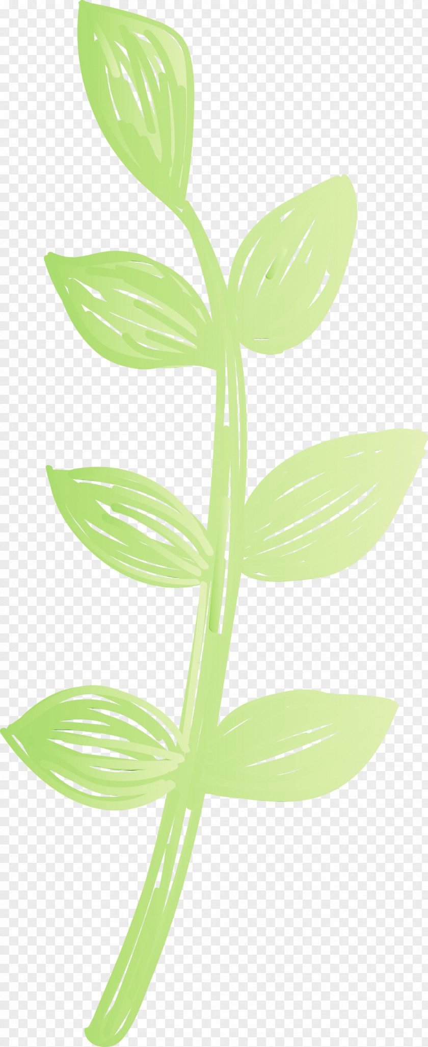 Leaf Plant Stem Flower Plants Science PNG
