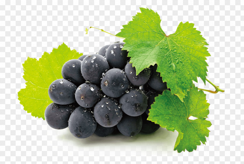 Wine Common Grape Vine Fruit Juice PNG