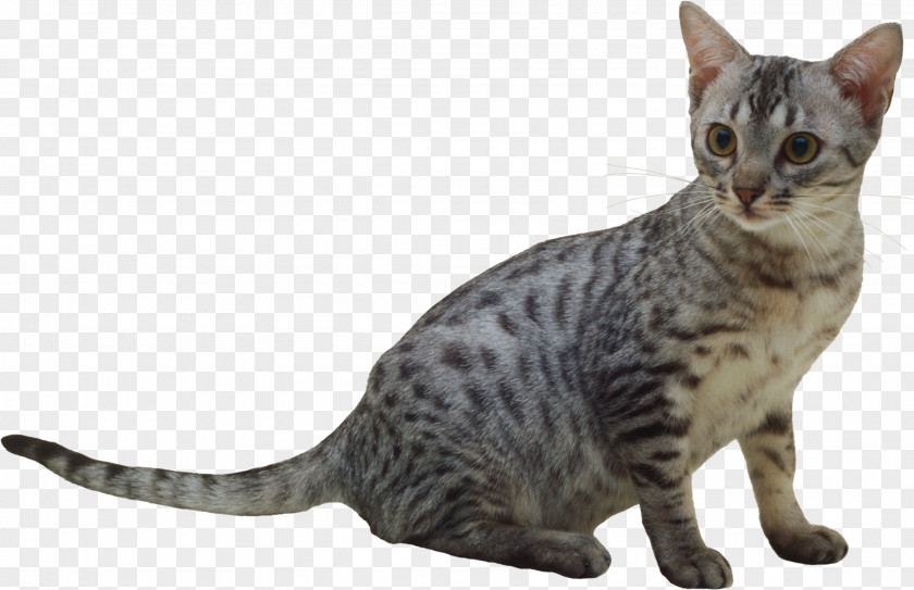 Cat American Shorthair Javanese Oriental California Spangled Sokoke PNG