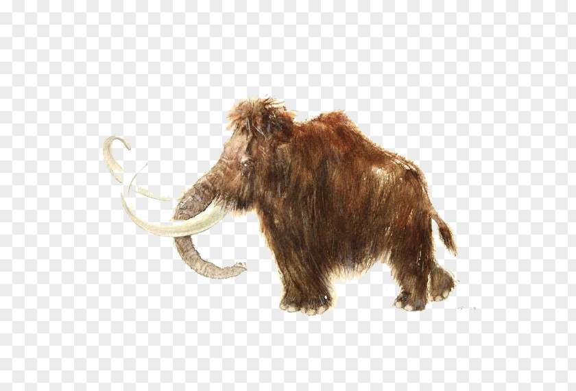 Hairy Elephant Illustration Rouffignac Cave Woolly Mammoth African Stone Age Story Tattoo PNG