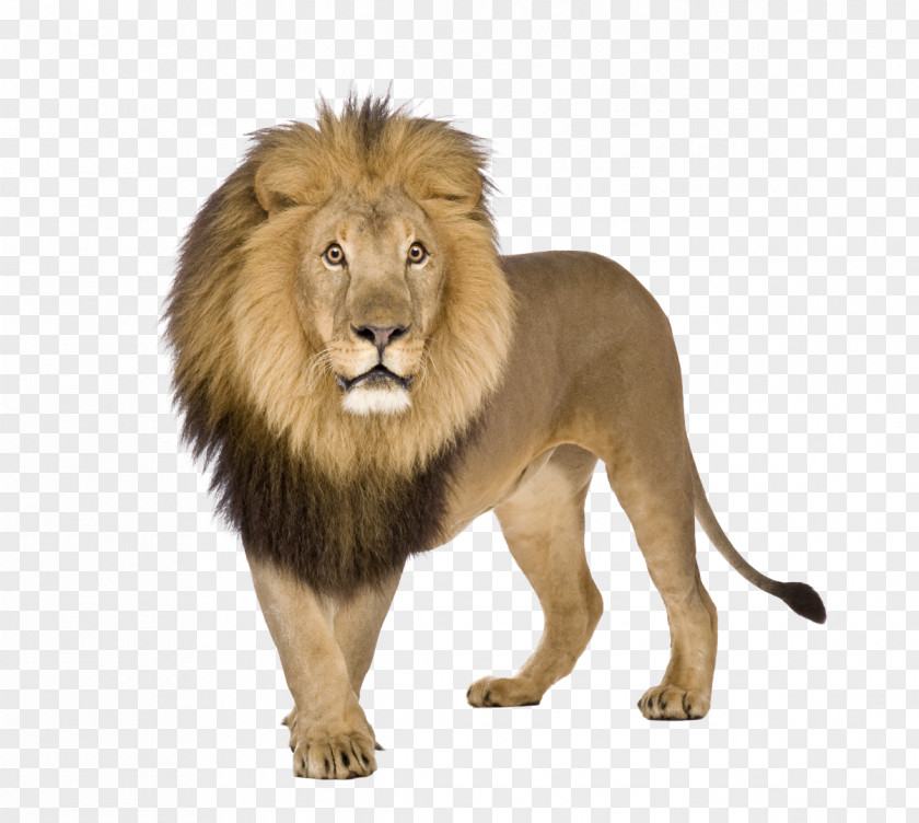 Lion Shih Tzu White Cheetah PNG